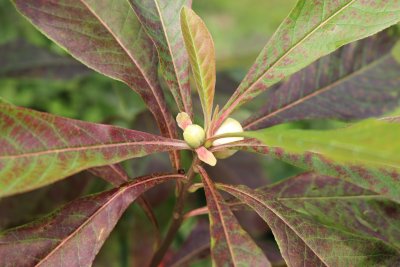 Franklinia alatamaha - franklinie americká - pupeny květů